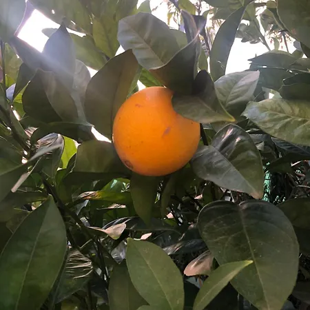 Bonito Con Jardin La Cala Del Moral