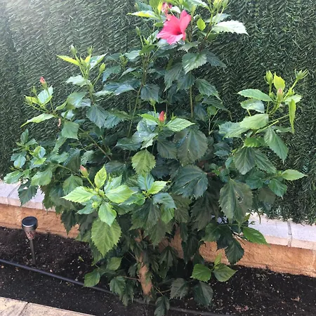 Bonito Con Jardin, Piscina Y Aparcamiento Gratuito Appartement *