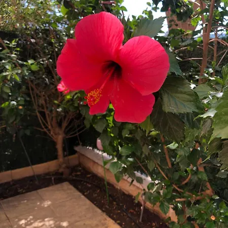 Bonito Con Jardin, Piscina Y Aparcamiento Gratuito Appartement La Cala Del Moral